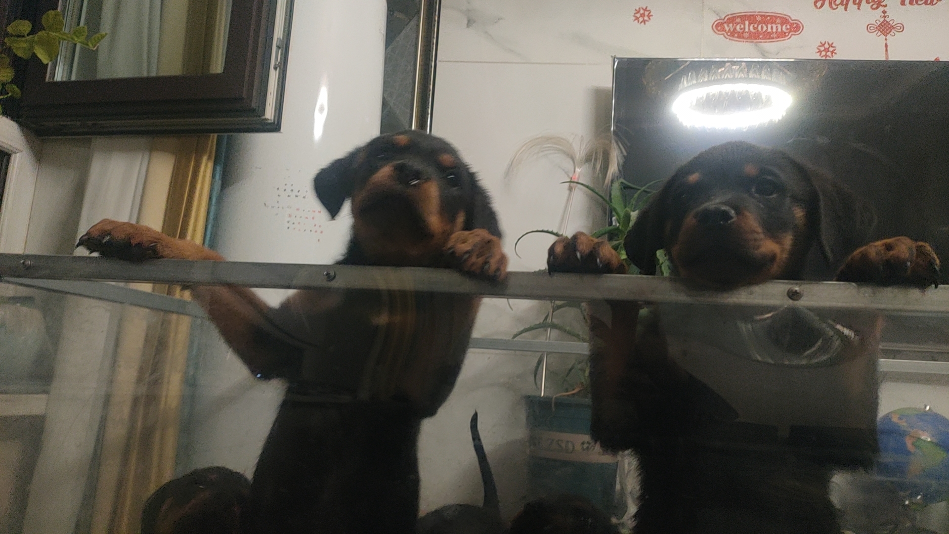 罗威纳幼犬急售